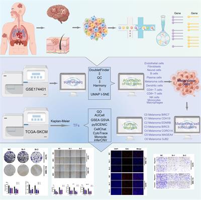 Innovative breakthroughs facilitated by single-cell multi-omics: manipulating natural killer cell functionality correlates with a novel subcategory of melanoma cells